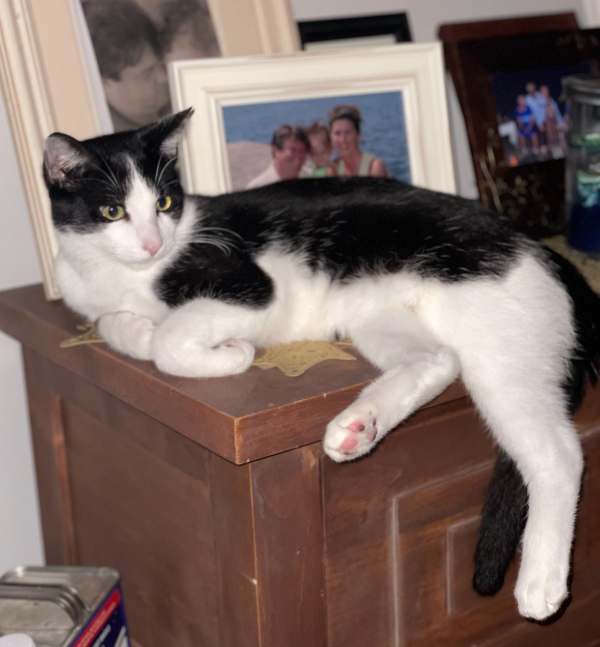 Steven, a Adoptable Domestic Short Hair in Huntington Beach, CA image 3/6