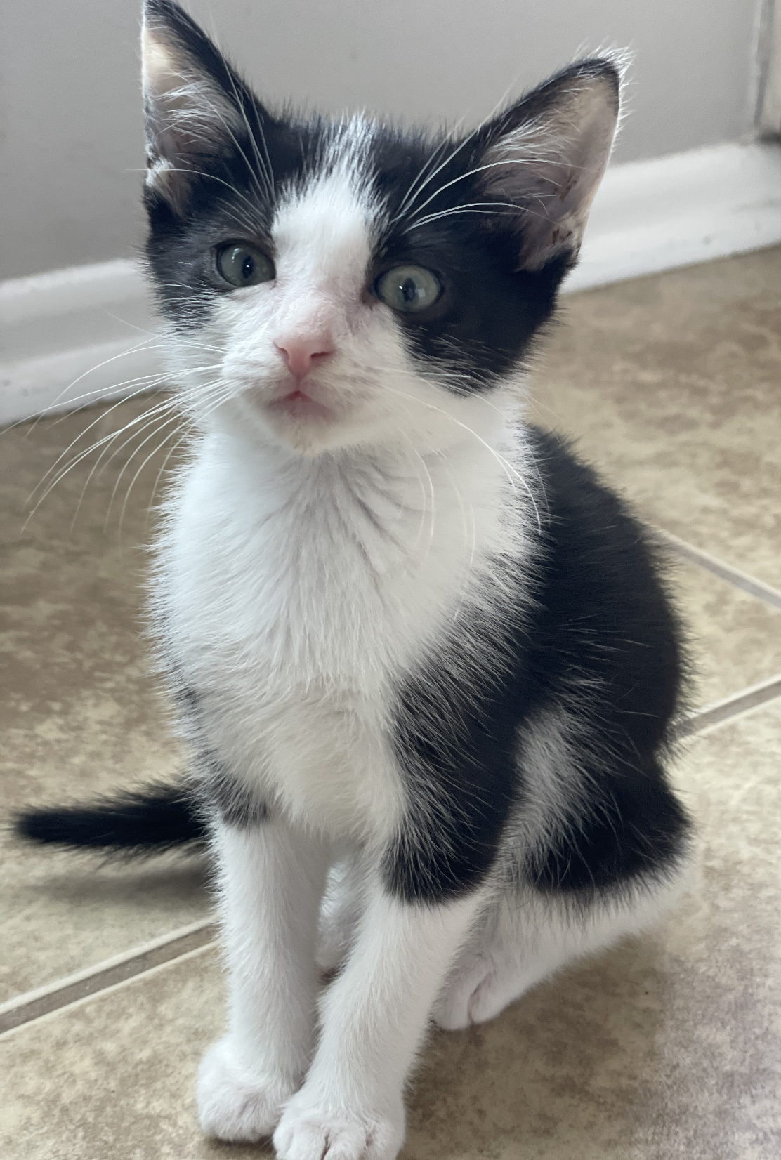Steven, a Adoptable Domestic Short Hair in Huntington Beach, CA image 6/6