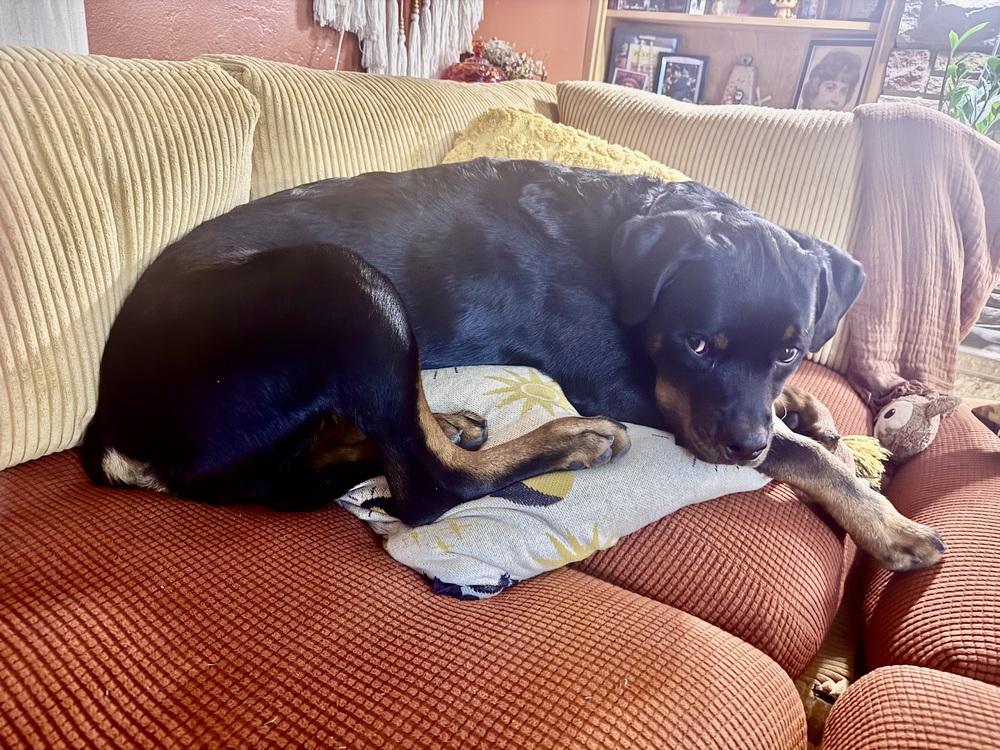 Kimber, Adoptable, Puppy Male Rottweiler.