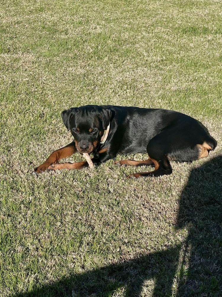 Kimber, a Adoptable Rottweiler image 2/5