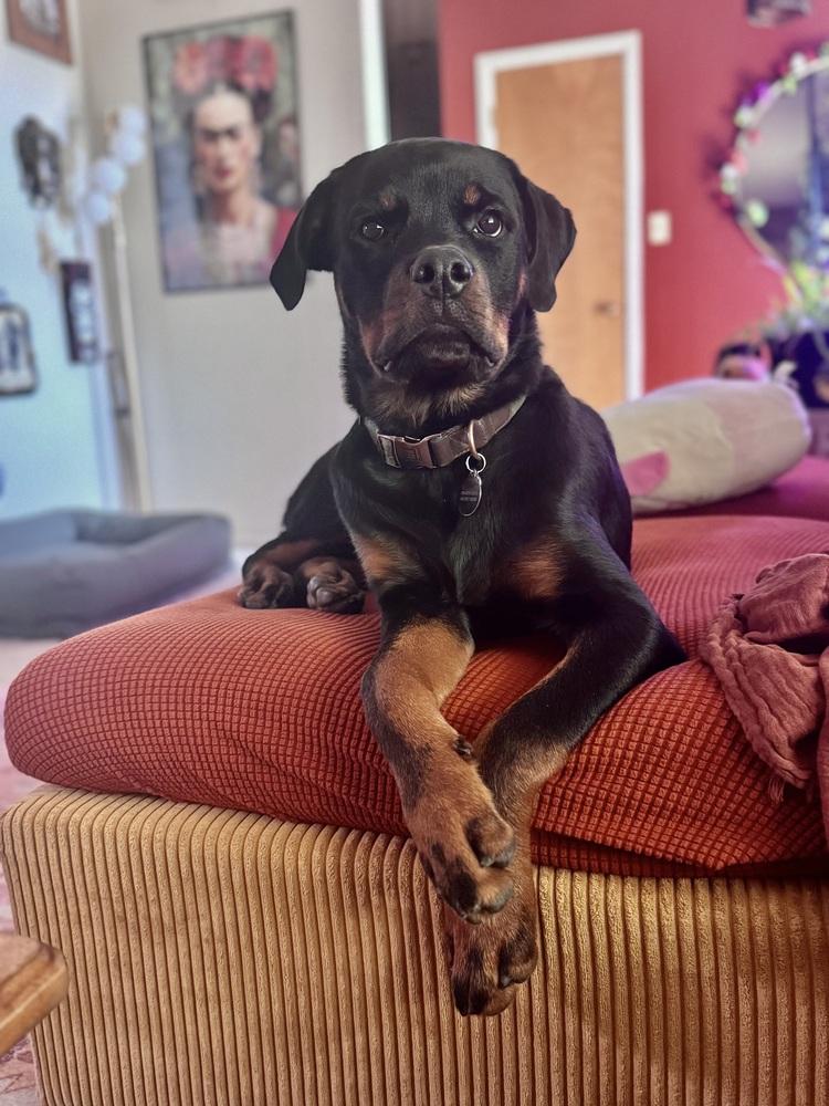 Kimber, a Adoptable Rottweiler image 3/5