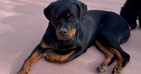 Kimber, a Adoptable Rottweiler image 4/5