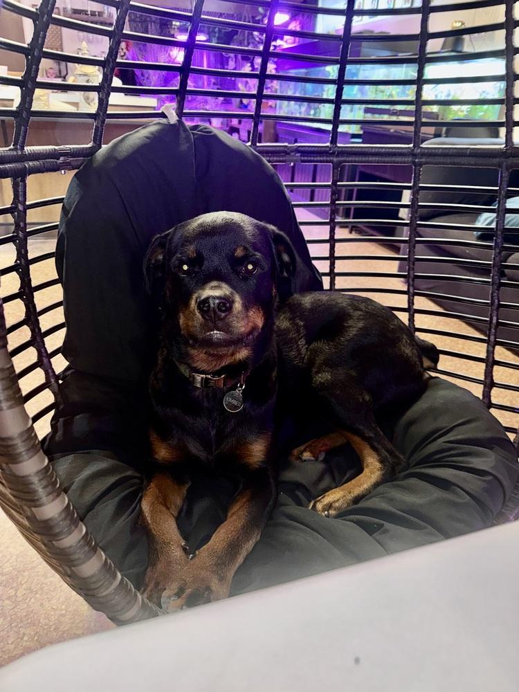 Kimber, a Adoptable Rottweiler image 5/5