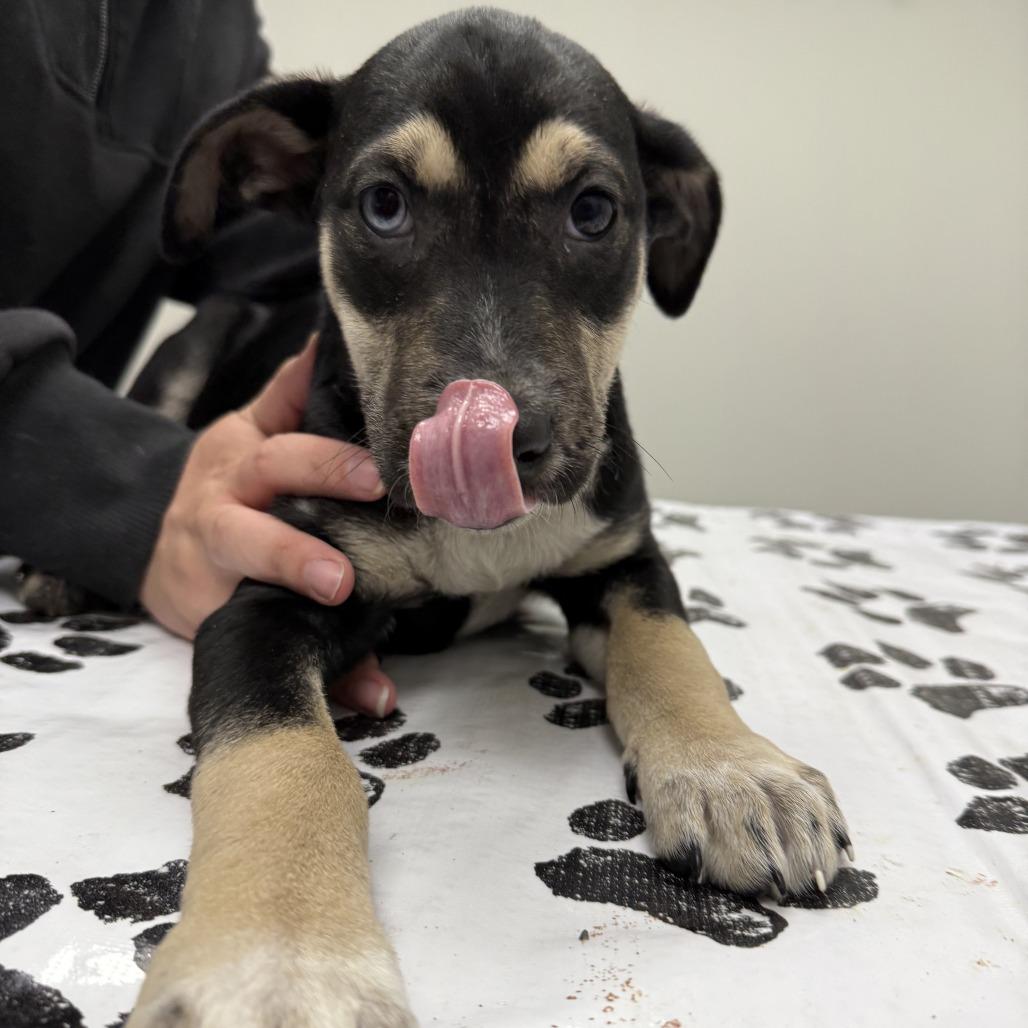 Pumpernickel, a Adoptable mixed breed in St. Louis, MO image 4/5