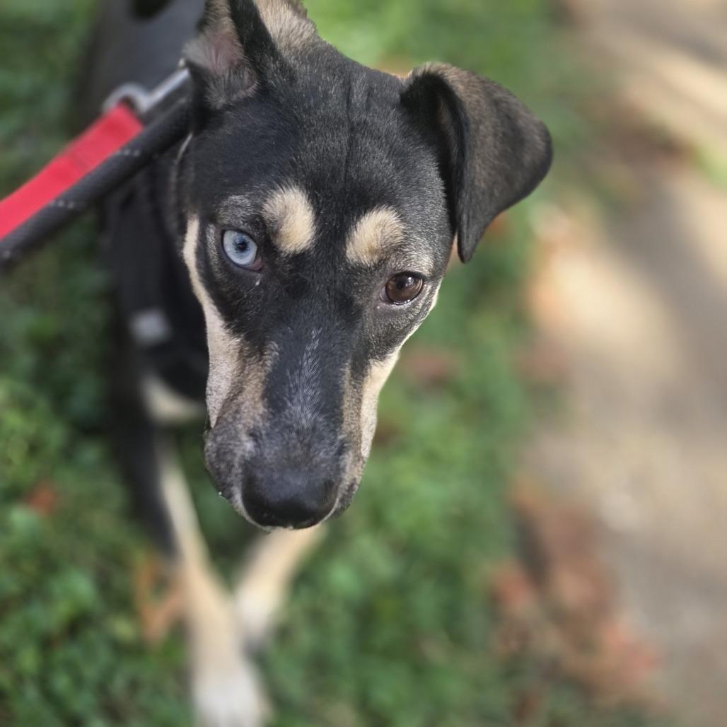 Enlarge Pumpernickel, a Adoptable mixed breed in St. Louis, MO image 1/5