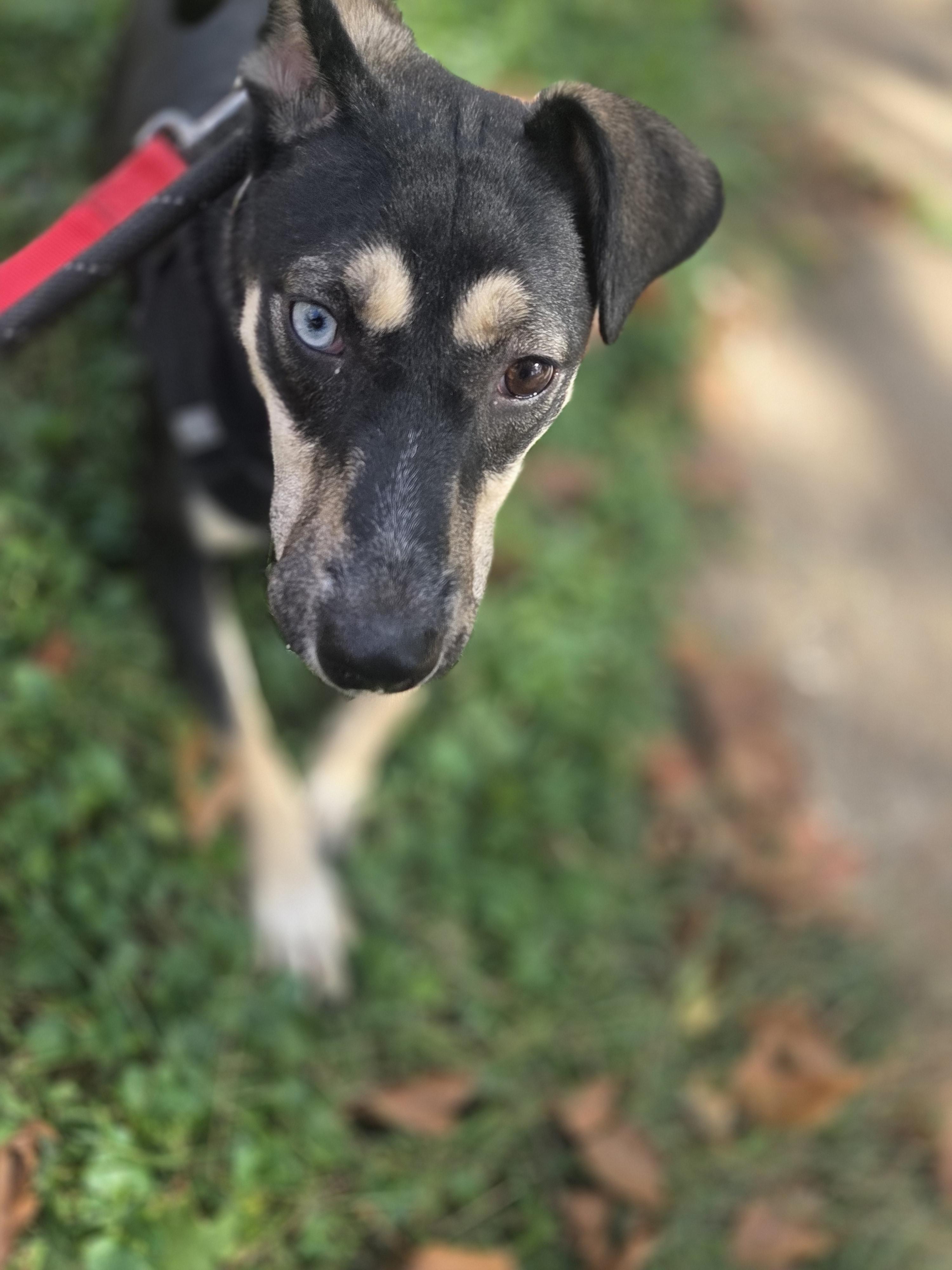 Pumpernickel, Adoptable, Young Female German Shepherd Dog.