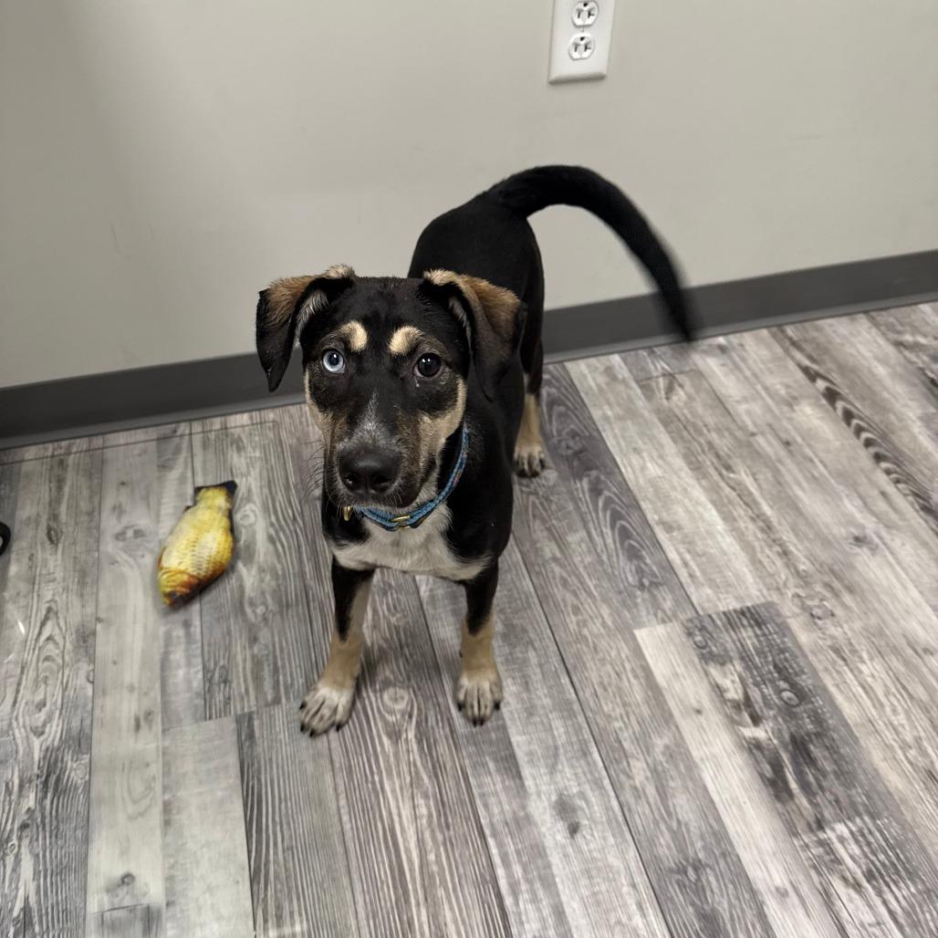 Pumpernickel, a Adoptable mixed breed in St. Louis, MO image 3/5