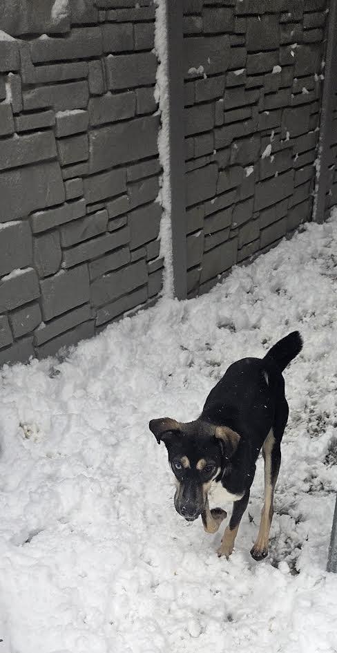 Pumpernickel, a Adoptable mixed breed in St. Louis, MO image 2/5