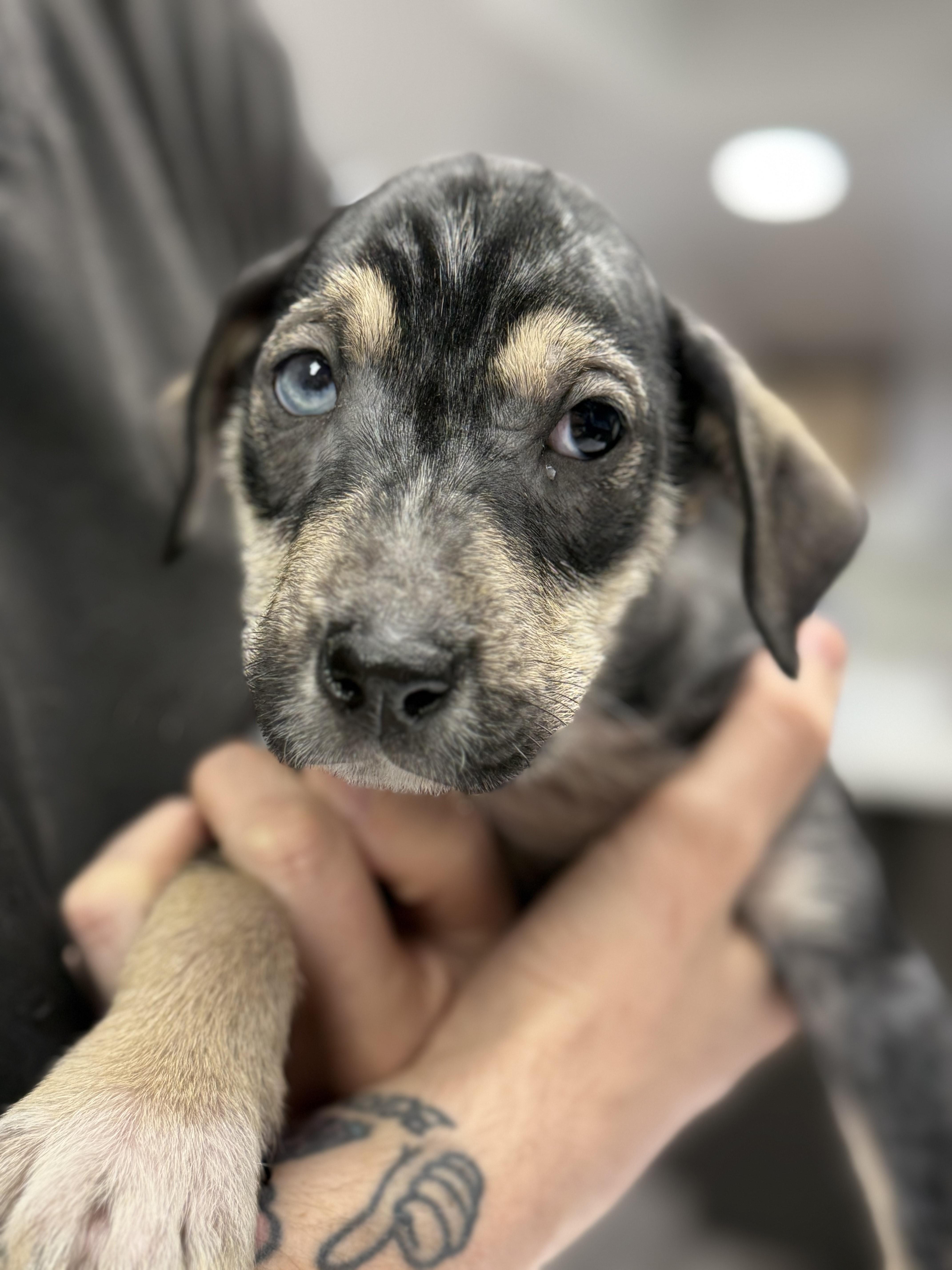 Pumpernickel, a Adoptable mixed breed in St. Louis, MO image 5/5