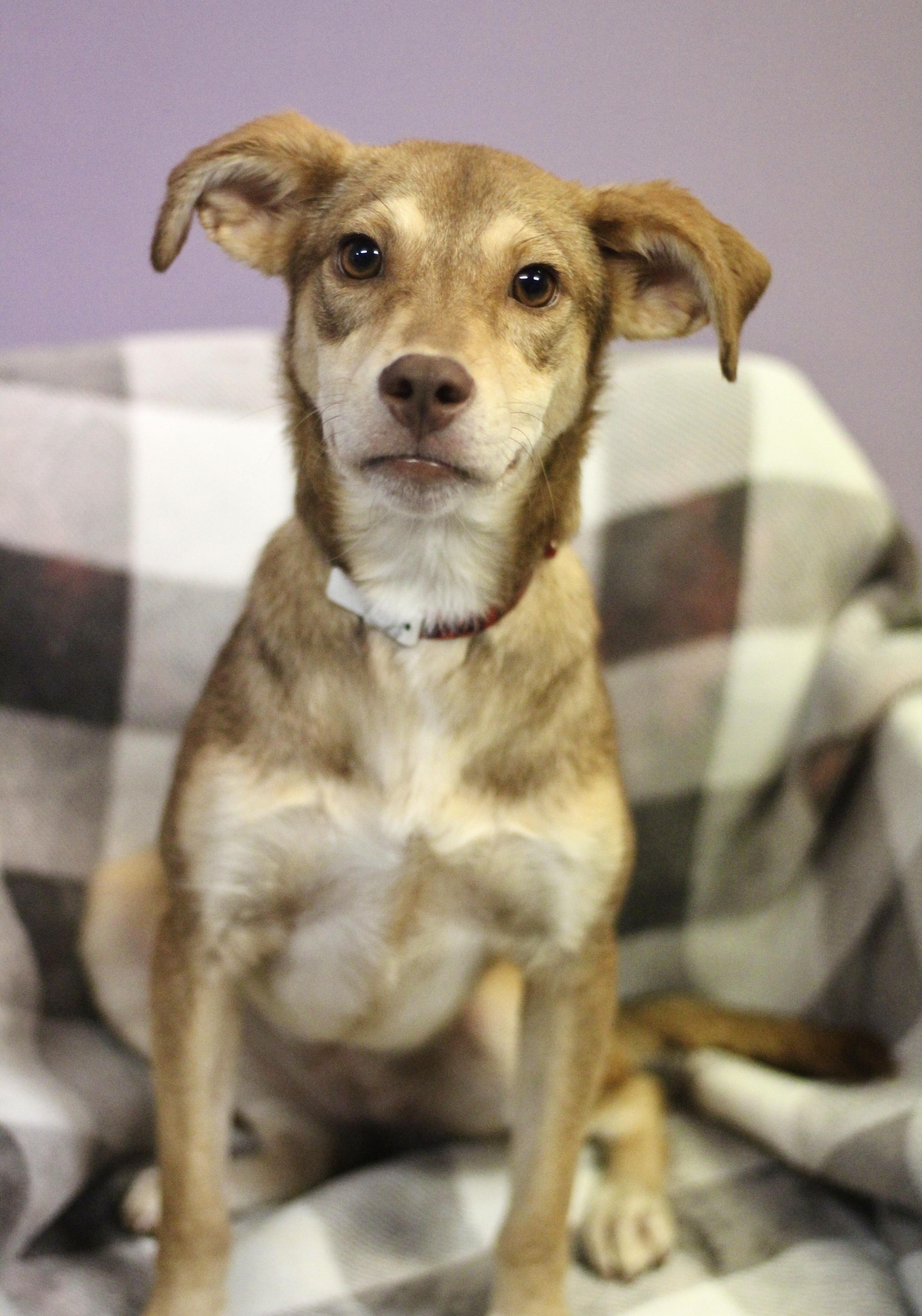 Enlarge Dallas in NH. Come Meet our Adoptable Dogs Wednesday-Saturday. More info in Bio, a Adoptable mixed breed in Manchester, NH image 1/2