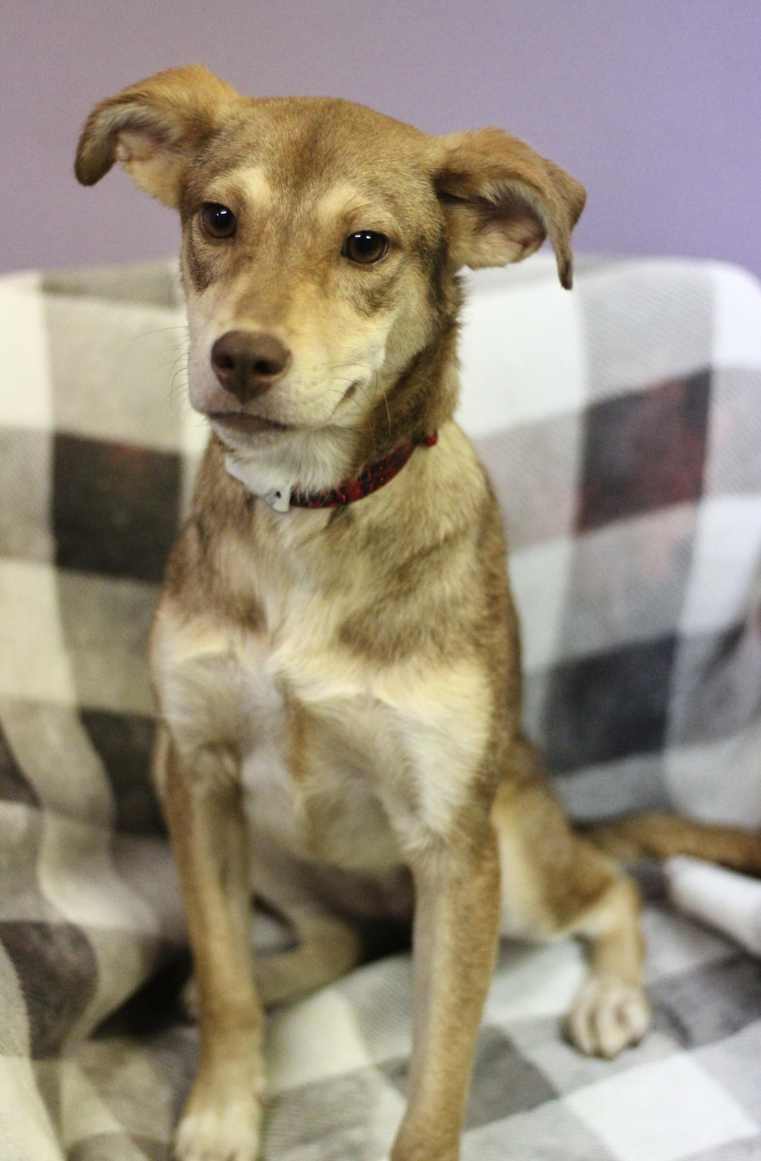 Enlarge Dallas in NH. Come Meet our Adoptable Dogs Wednesday-Saturday. More info in Bio, a Adoptable mixed breed in Manchester, NH image 2/2