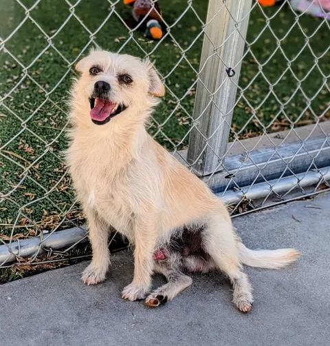 Enlarge KC26-70, a ADOPTABLE Terrier in Ridgecrest, CA image 1/1