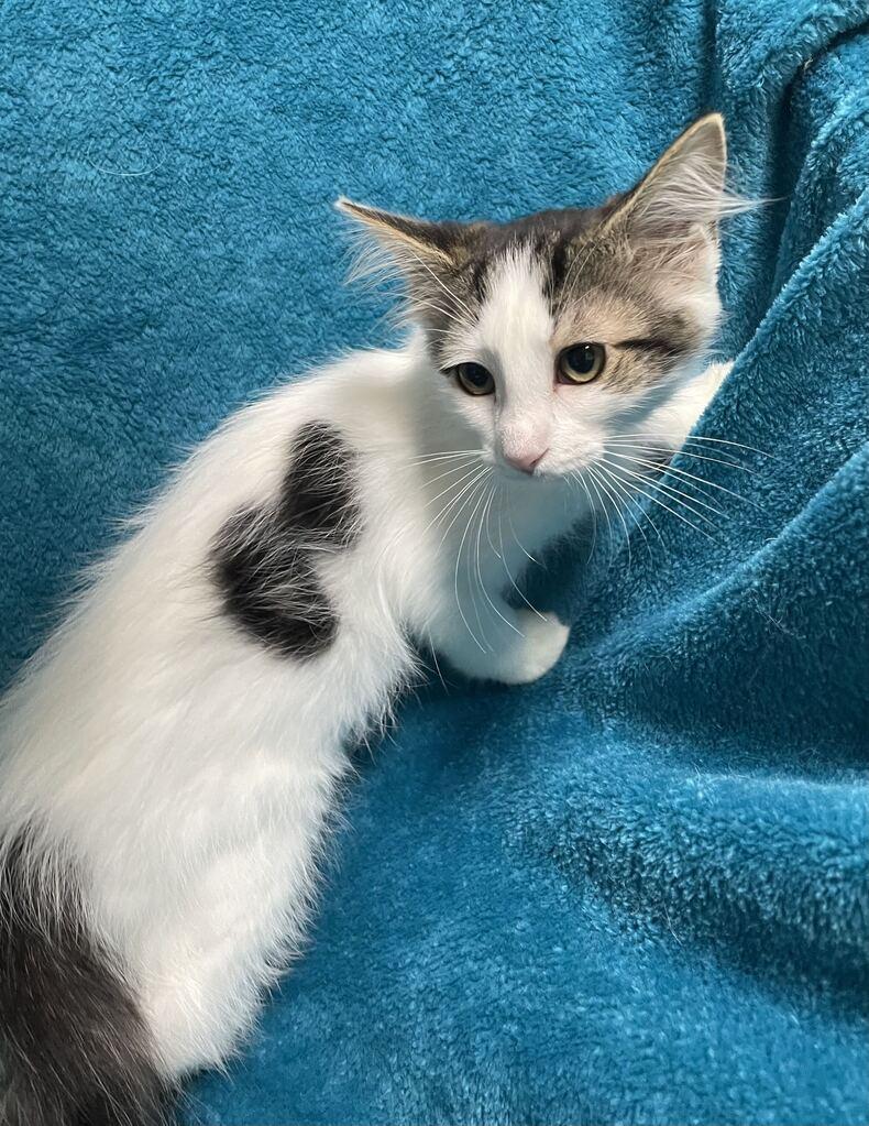 Ms. Puff, an adoptable Domestic Long Hair in Jackson, MI image 2/3