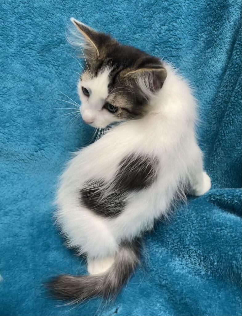 Ms. Puff, an adoptable Domestic Long Hair in Jackson, MI image 3/3