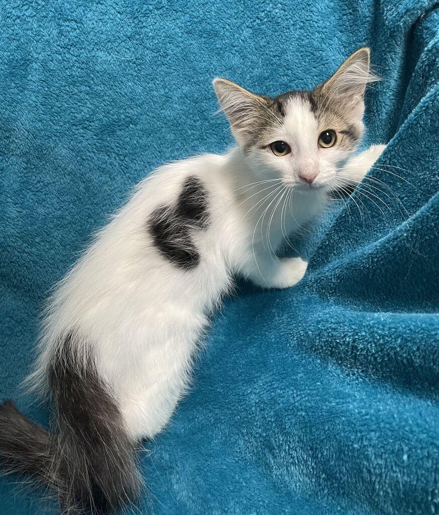 Ms. Puff, adoptable, Kitten Female Domestic Long Hair.