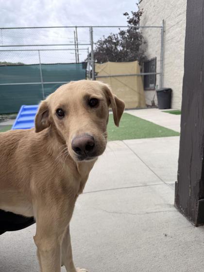 Mellow, ADOPTABLE, Young Male Yellow Labrador Retriever.