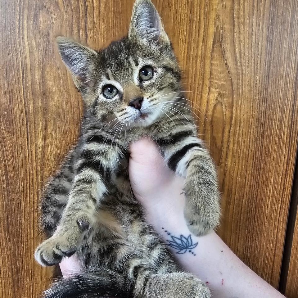Precious Penny, an adoptable Domestic Short Hair in Dickinson, ND, 58601 | Photo Image 1