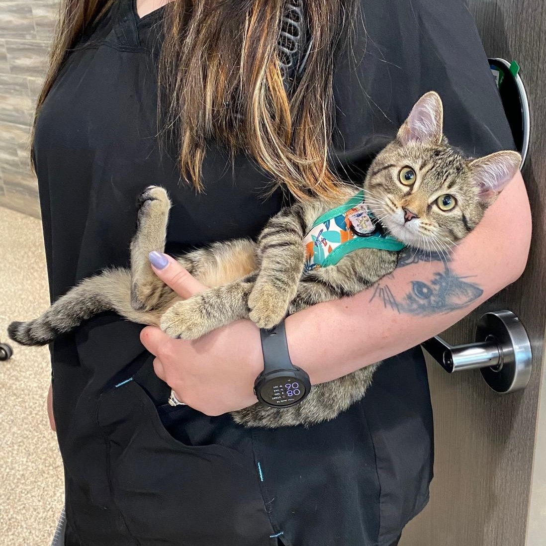 Precious Penny, an adoptable Domestic Short Hair in Dickinson, ND, 58601 | Photo Image 2