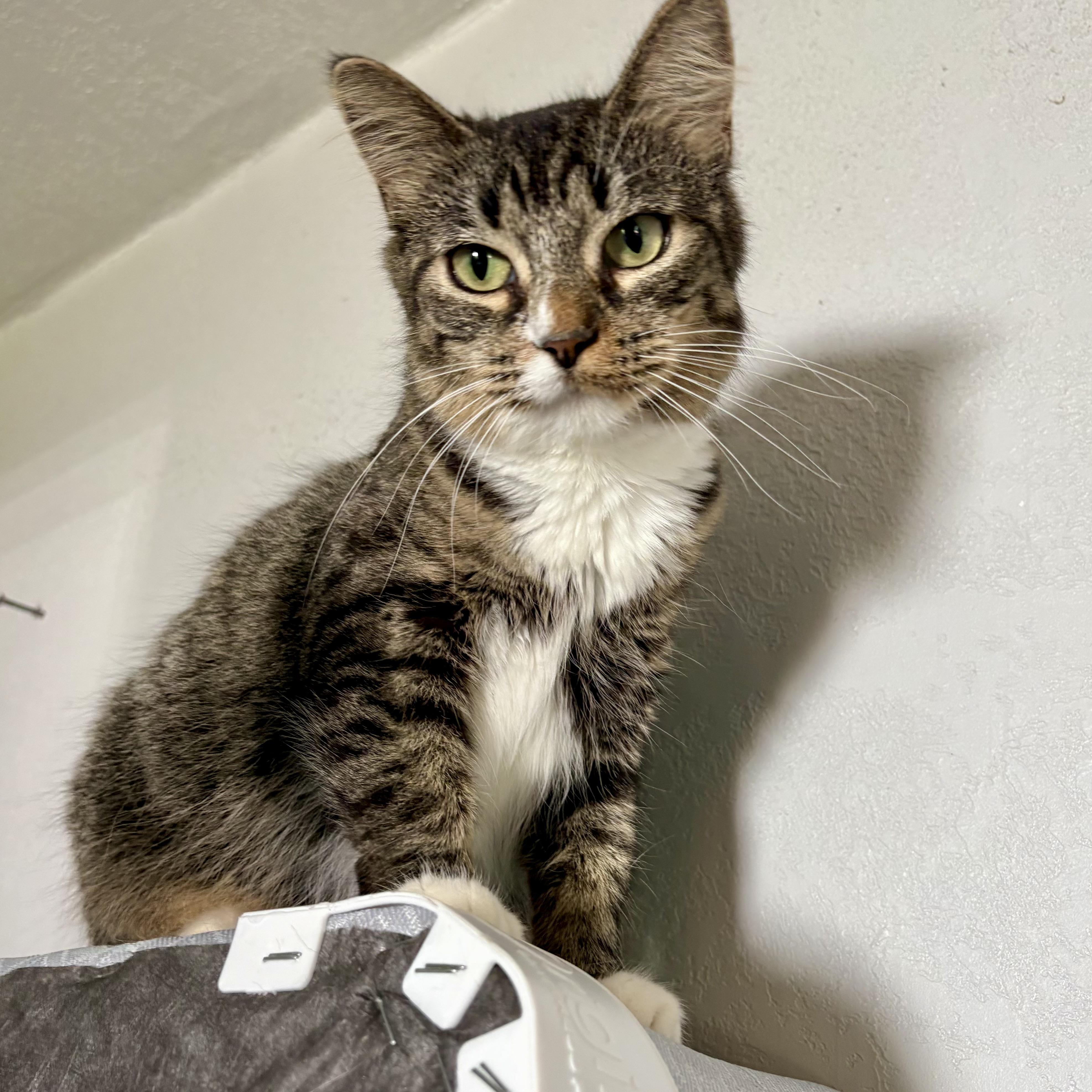 Enlarge Algorithm, a Adoptable Domestic Medium Hair in Akron, OH image 2/2