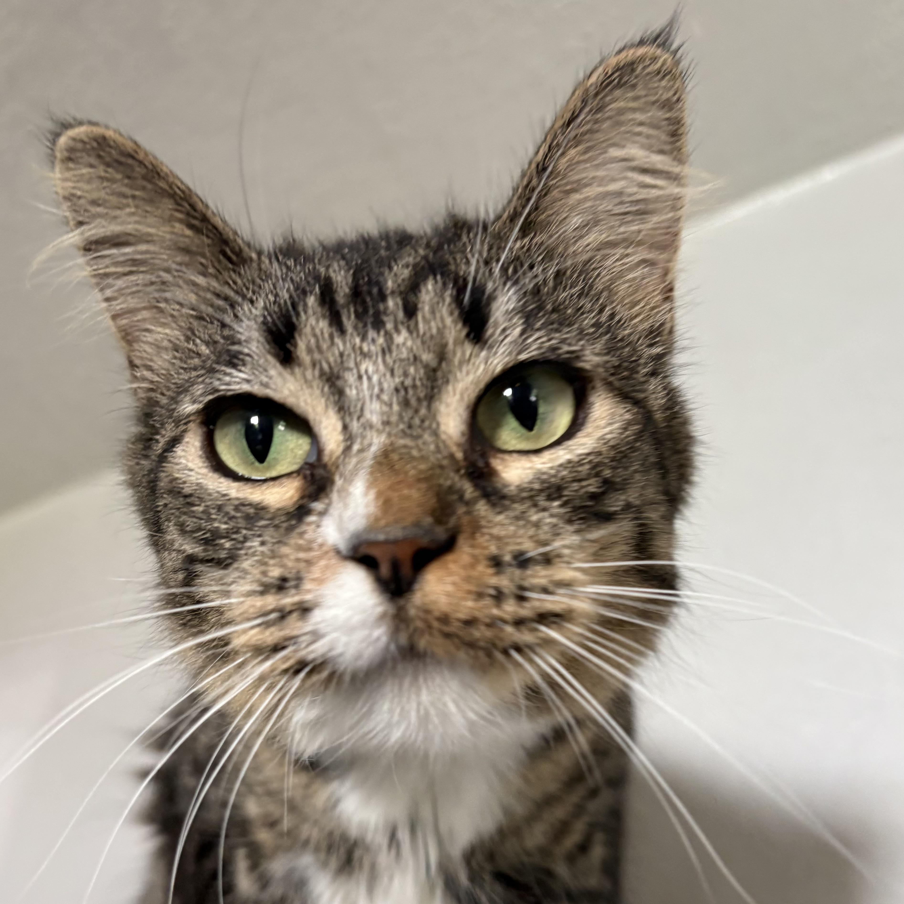 Algorithm, Adoptable, Adult Female Domestic Medium Hair.