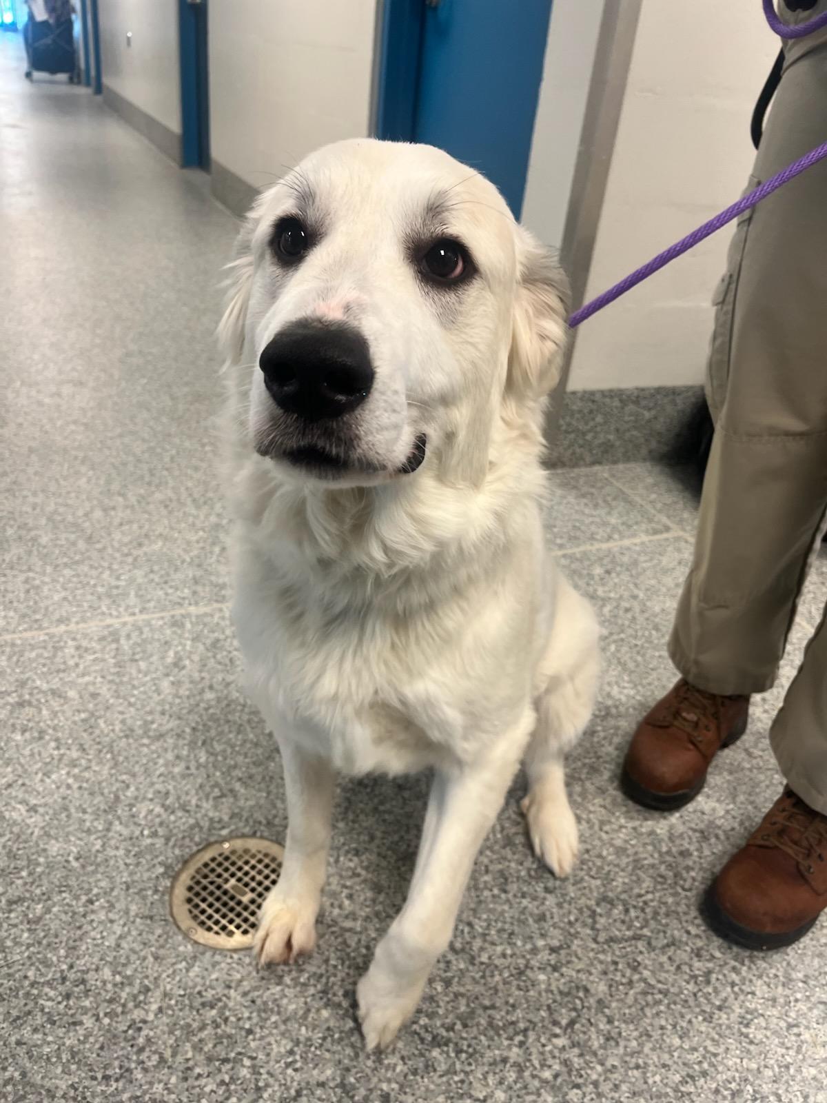 Enlarge Mallow (ID#49943/148), an adopted Great Pyrenees in Manassas, VA image 1/1