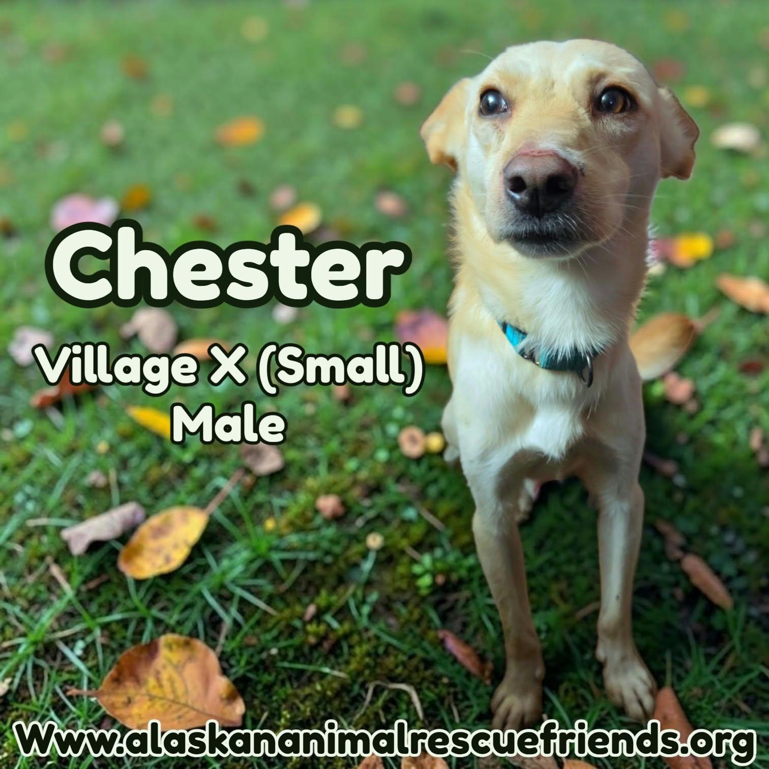 Chester, Adoptable, Adult Male Spaniel & Shepherd.