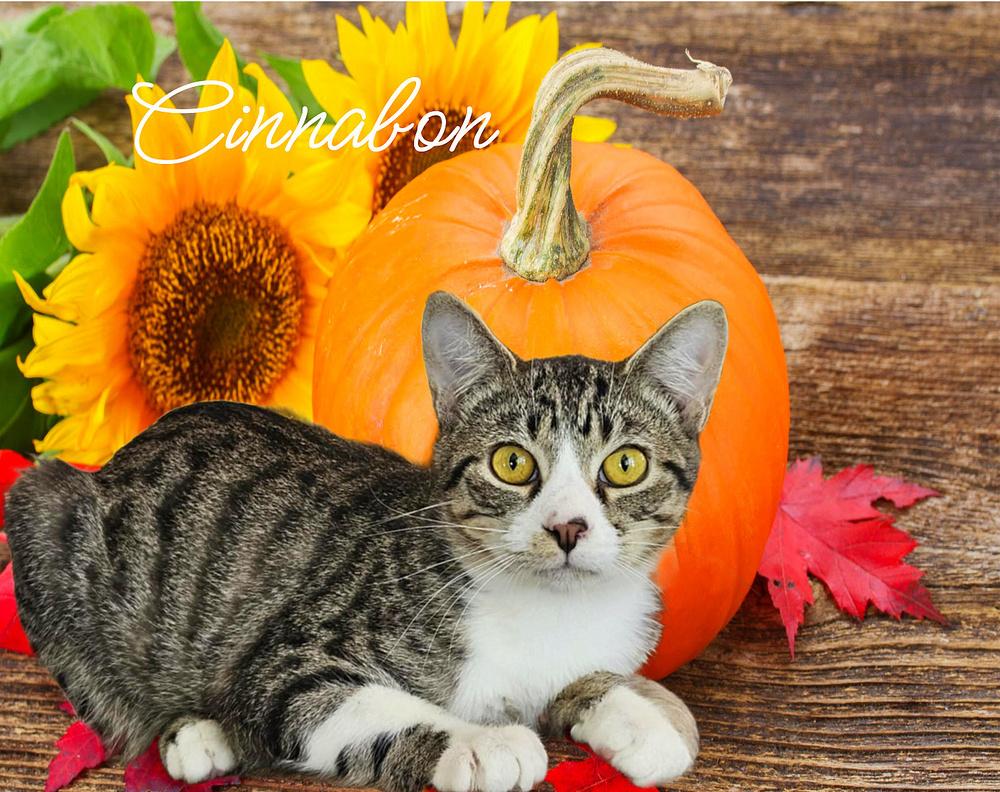 Enlarge Cinnabon, a Adoptable Tabby in Culpeper, VA image 2/6