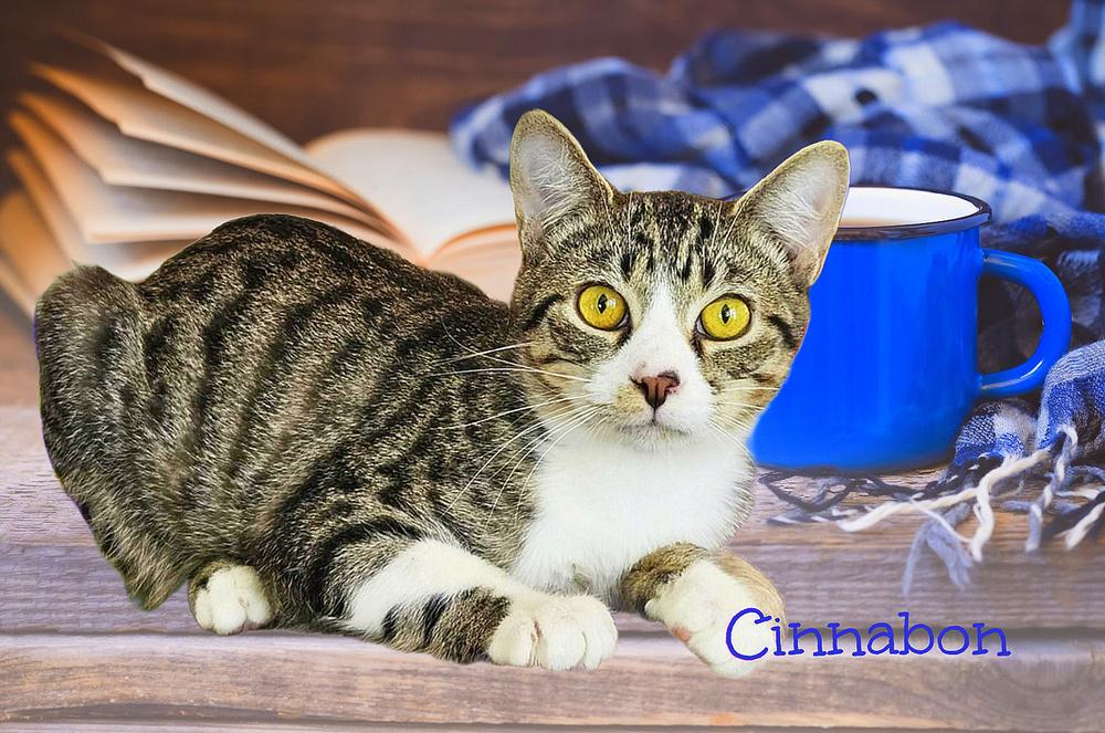 Enlarge Cinnabon, a Adoptable Tabby in Culpeper, VA image 3/4