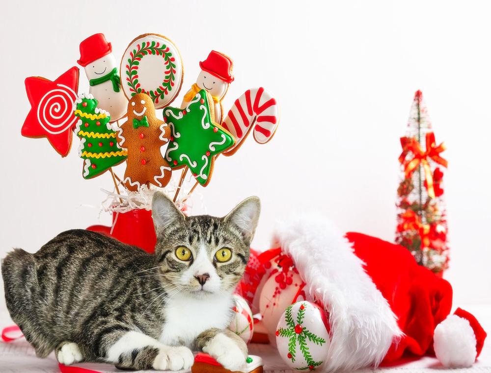 Enlarge Cinnabon, a Adoptable Tabby in Culpeper, VA image 4/6