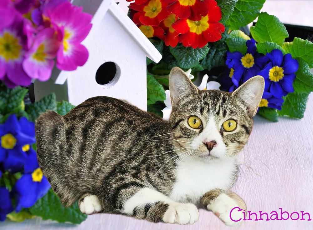 Enlarge Cinnabon, a Adoptable Tabby in Culpeper, VA image 6/6