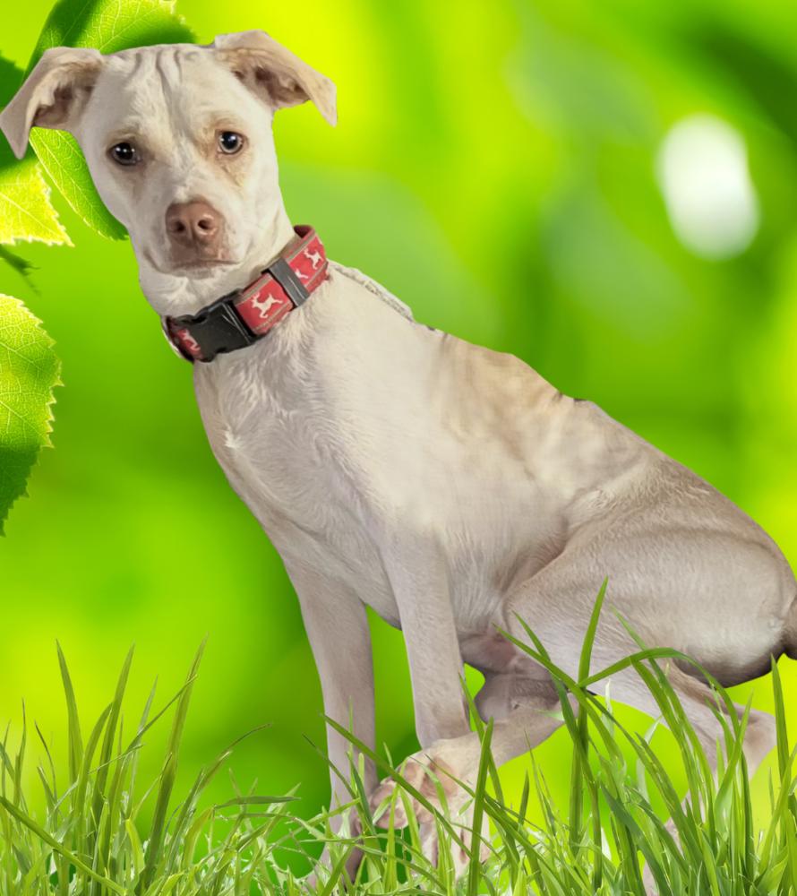 Enlarge Memphis, a Adoptable mixed breed in New Braunfels, TX image 2/2