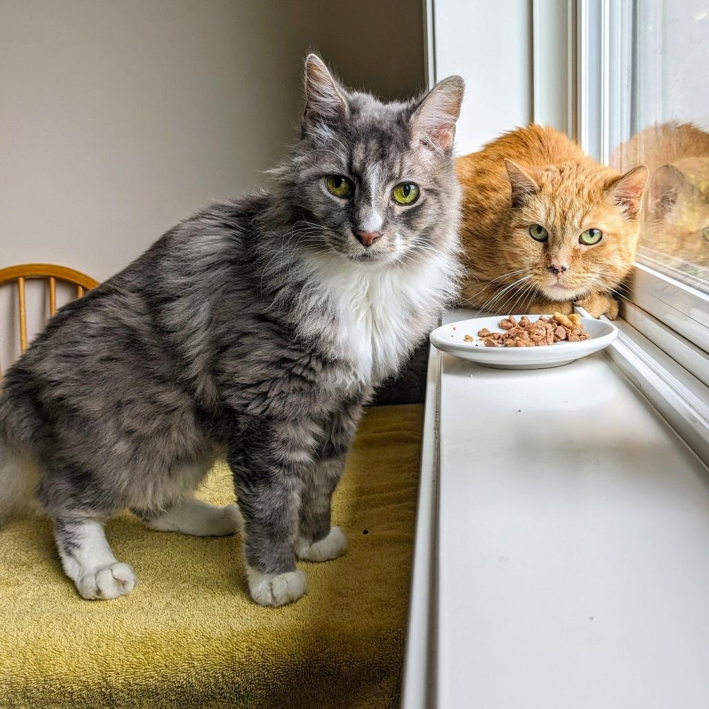 Pepita, Adoptable, Senior Male Domestic Short Hair.