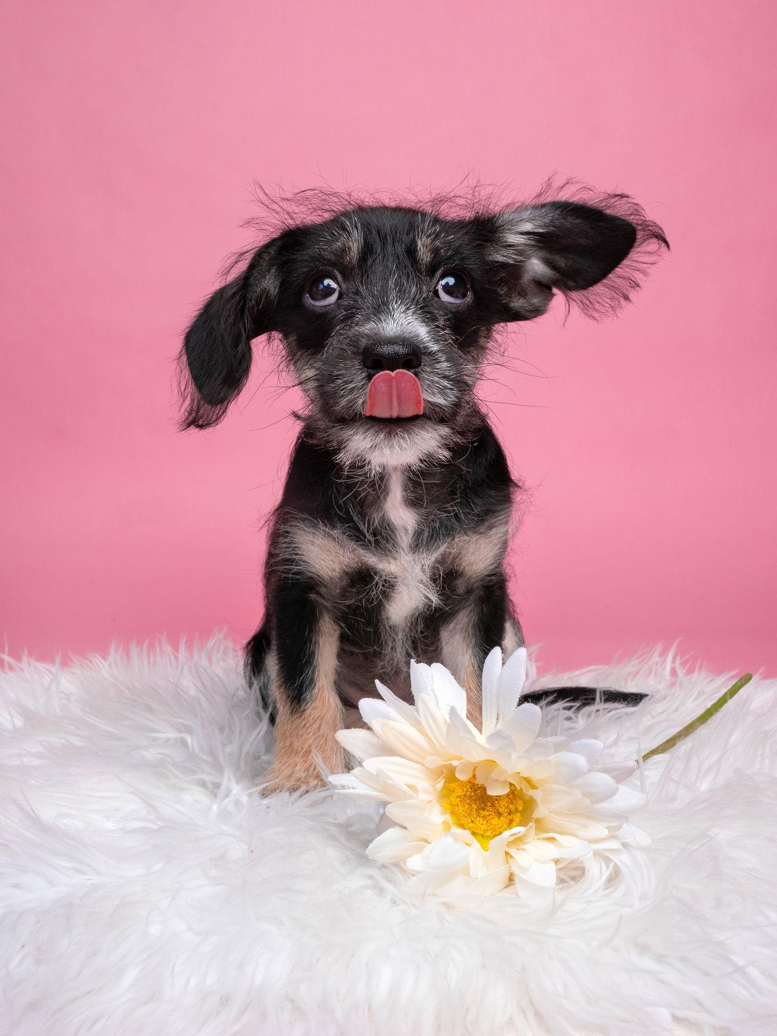 Paloma, Adoptable, Puppy Female Miniature Pinscher.