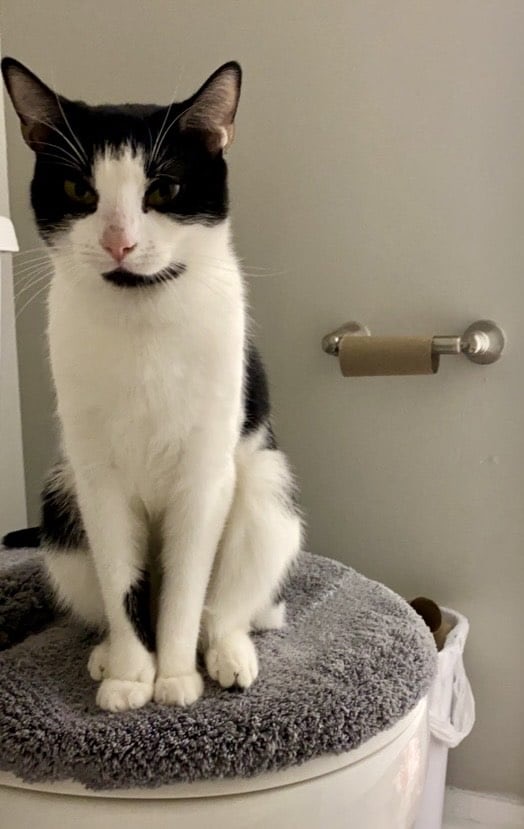 Nola, Adoptable, Adult Female Domestic Short Hair.