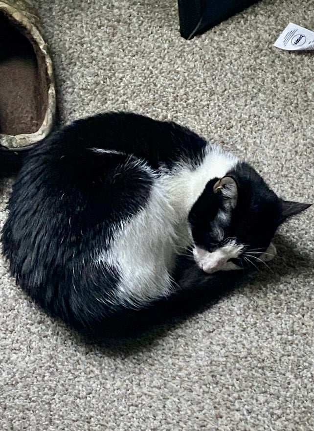 Nola, a Adoptable Domestic Short Hair in Trinity, NC image 2/2