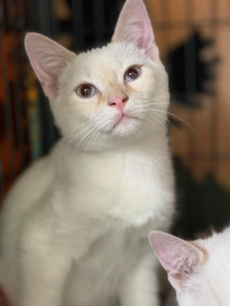 Frosty, Adopted, Kitten Male Siamese.
