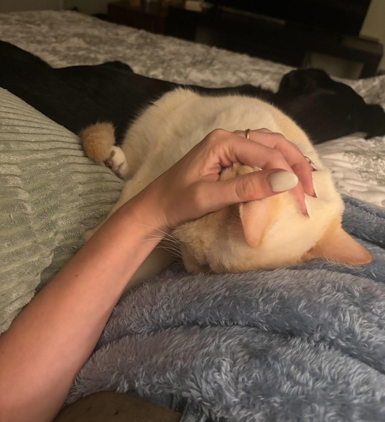 Castiel, a Adopted mixed breed in NEWARK, OH image 4/5