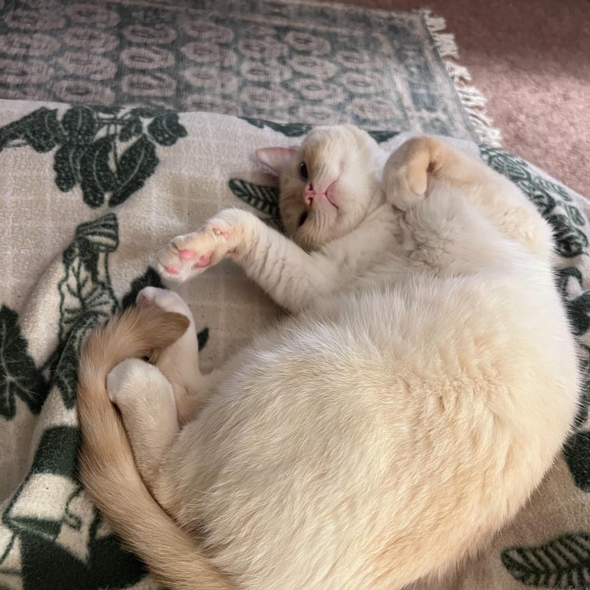 Castiel, a Adopted mixed breed in NEWARK, OH image 1/5