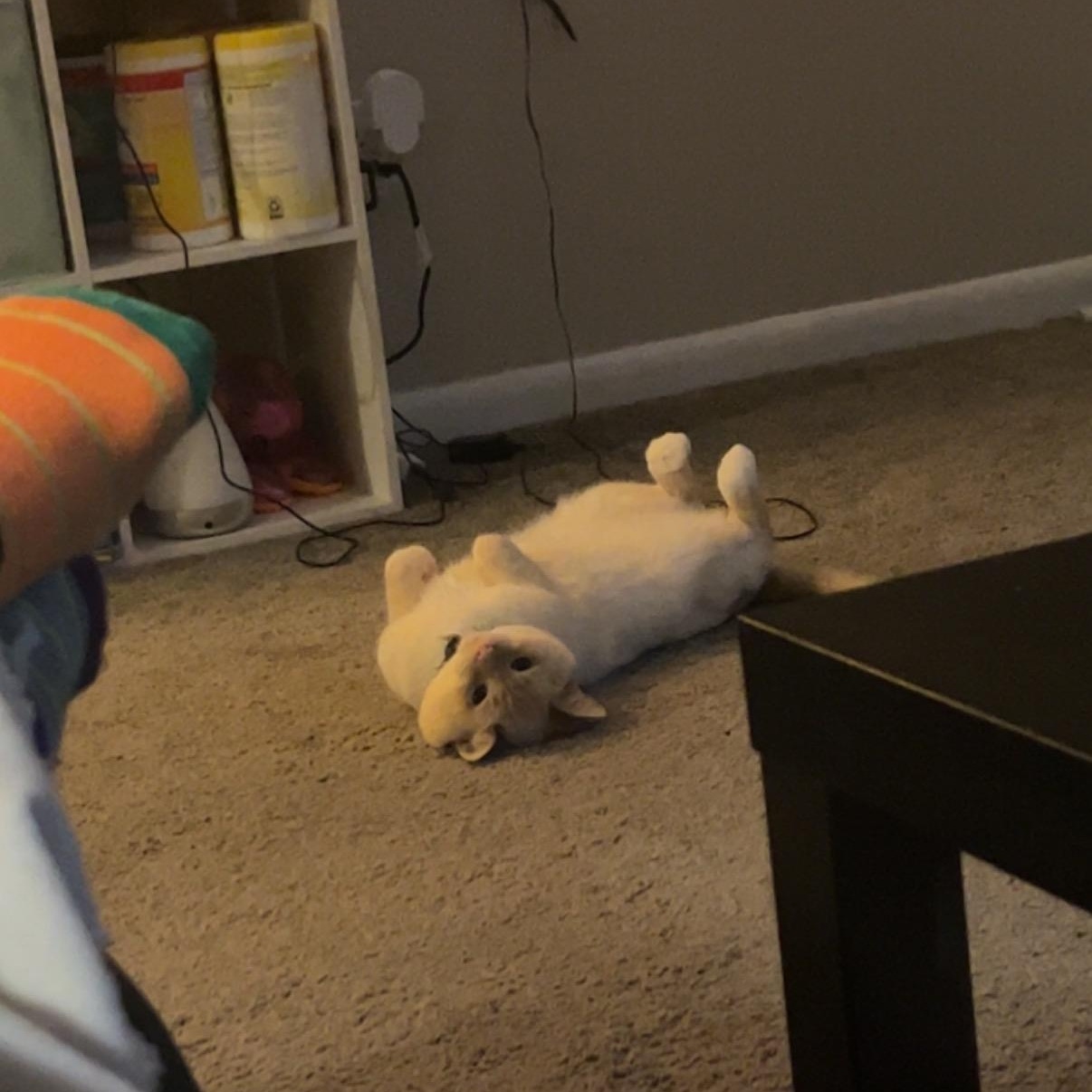 Castiel, Adopted, Adult Male Siamese & Domestic Short Hair.