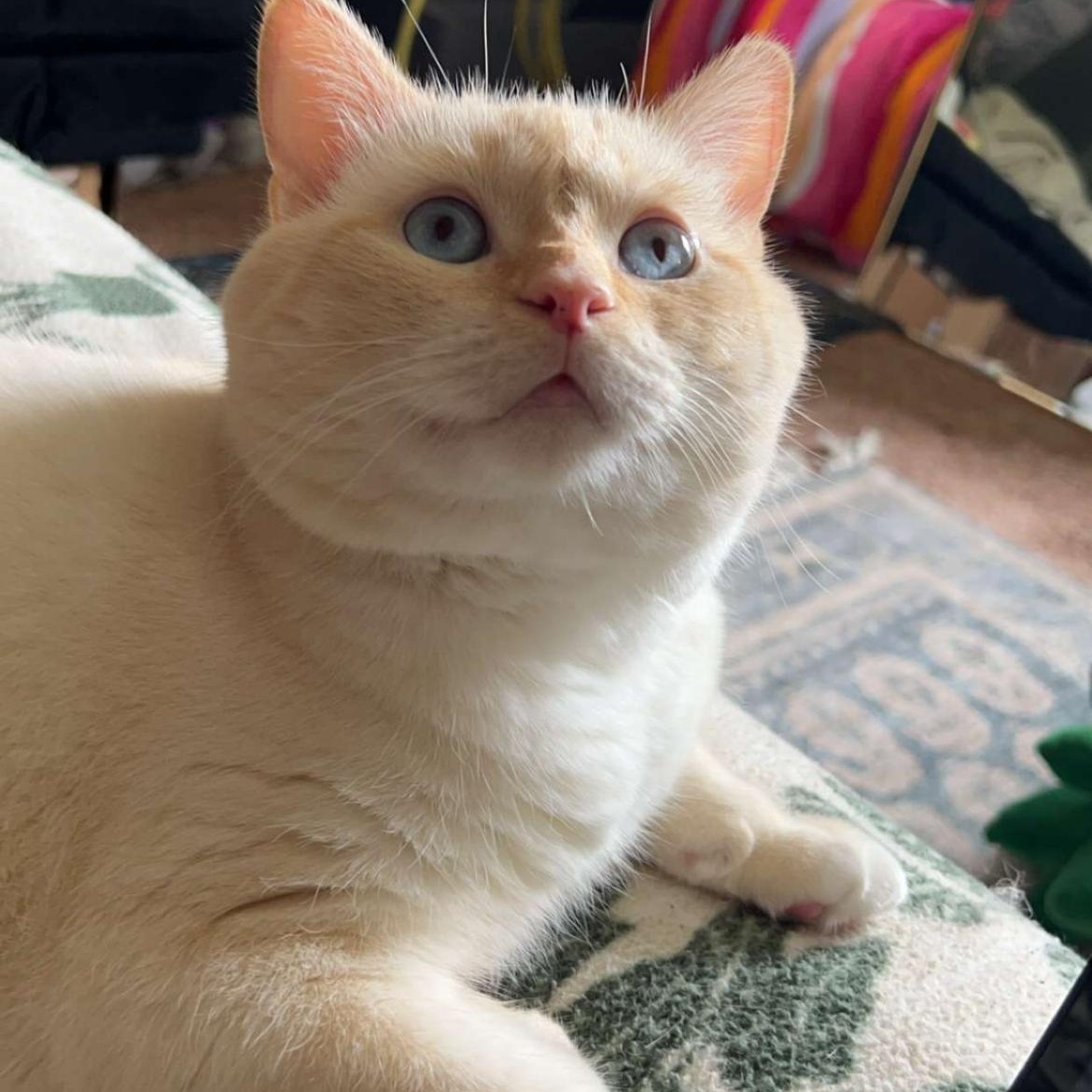 Castiel, a Adopted mixed breed in NEWARK, OH image 3/5