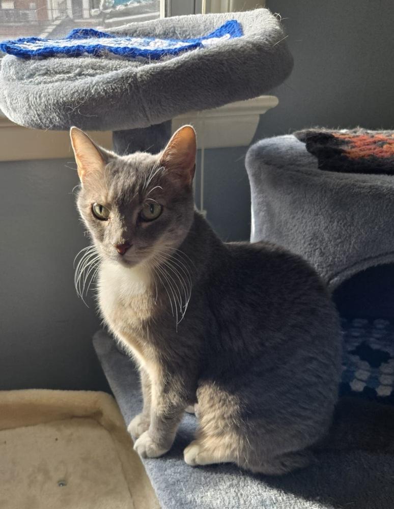 Autumn, Adoptable, Adult Female American Shorthair.