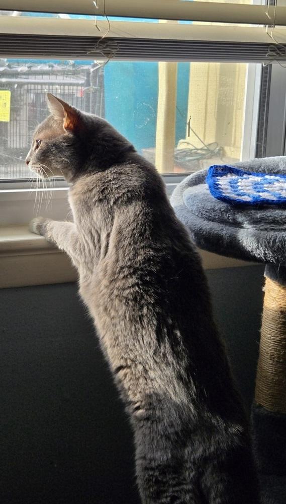 Enlarge Autumn, a Adoptable American Shorthair in Skippack, PA image 2/4