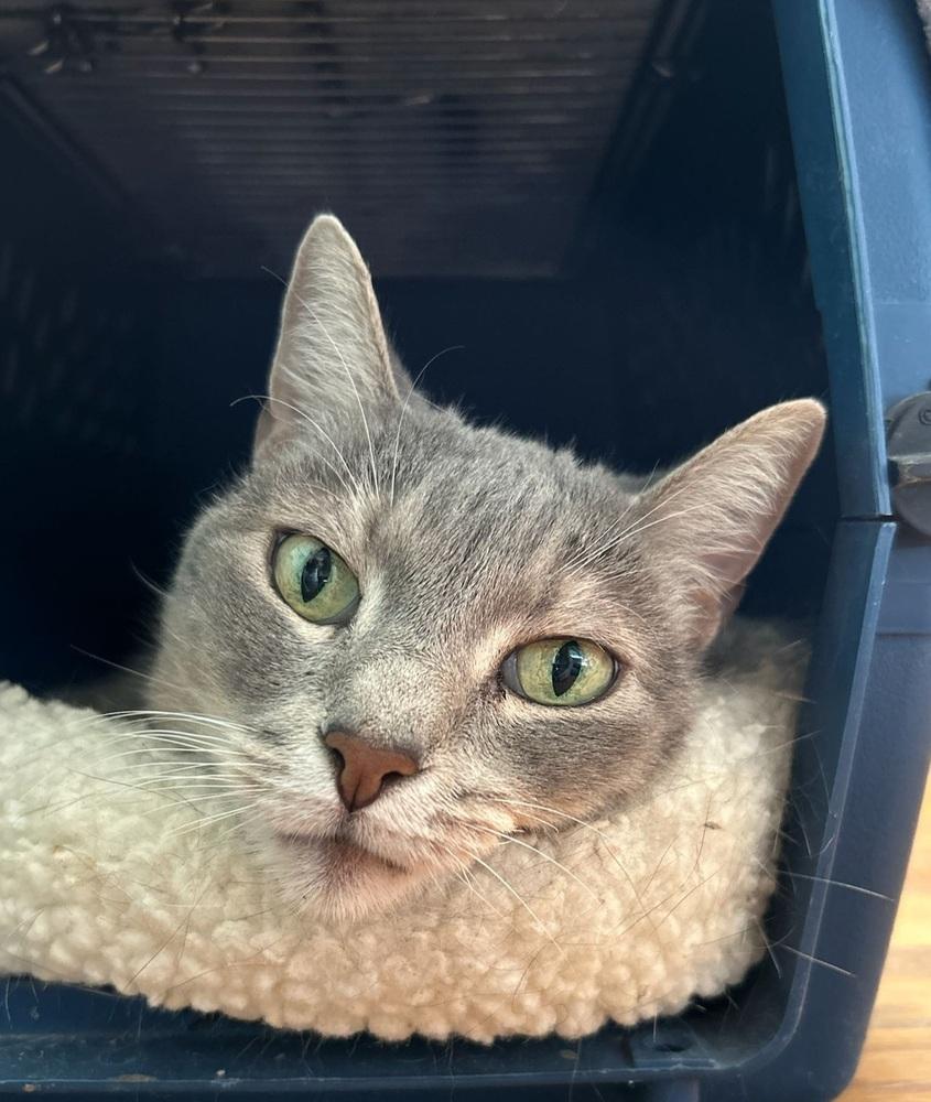 Enlarge Autumn, a Adoptable American Shorthair in Skippack, PA image 3/4