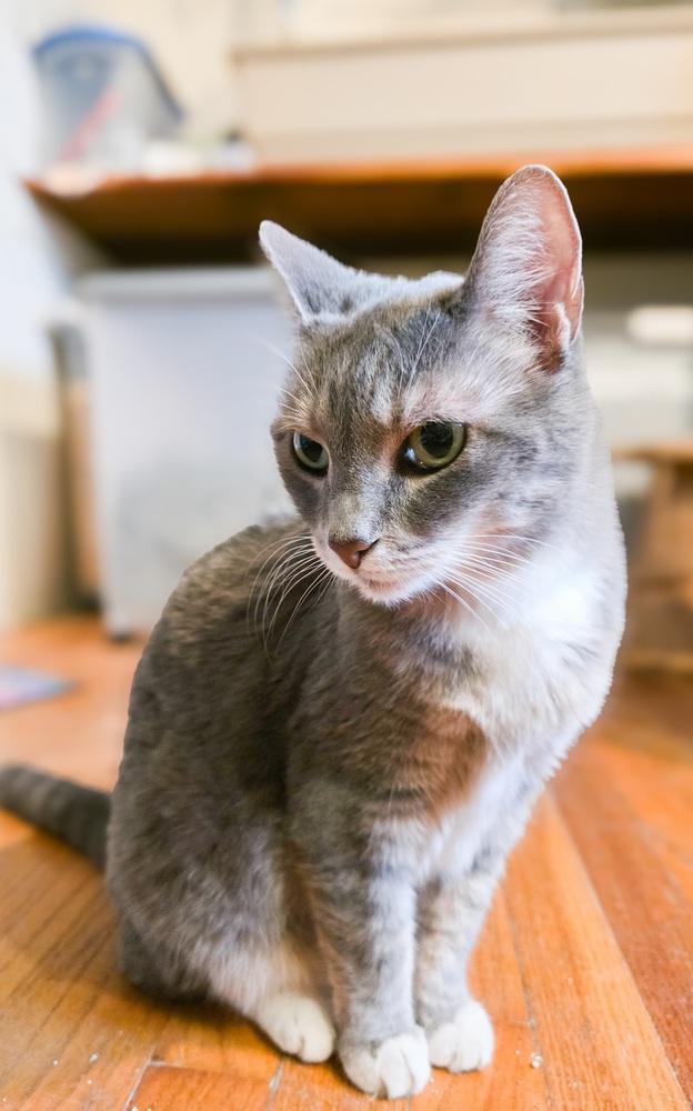 Enlarge Autumn, a Adoptable American Shorthair in Skippack, PA image 4/4