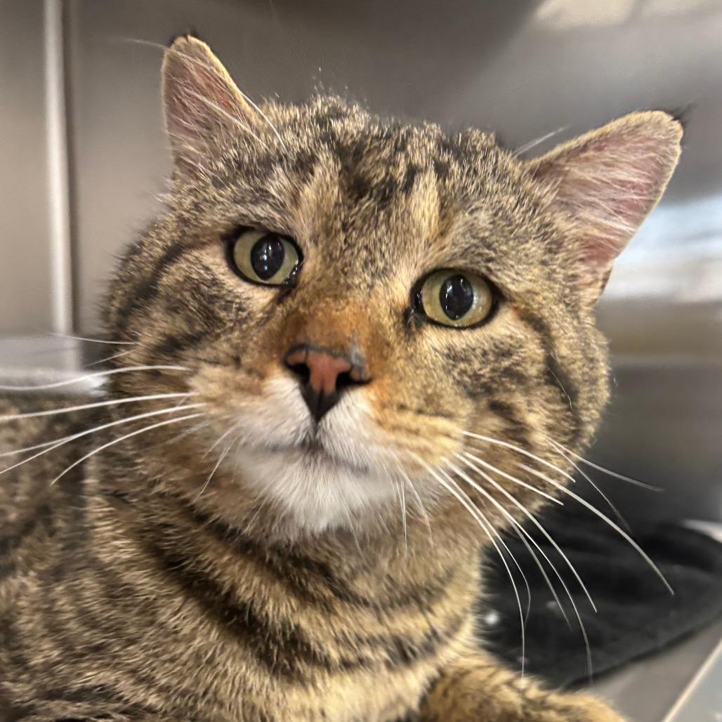 Tiggy, Adoptable, Adult Male Domestic Short Hair.