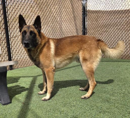 ZEUS, Adoptable, Adult Male German Shepherd Dog & Belgian Shepherd / Malinois.