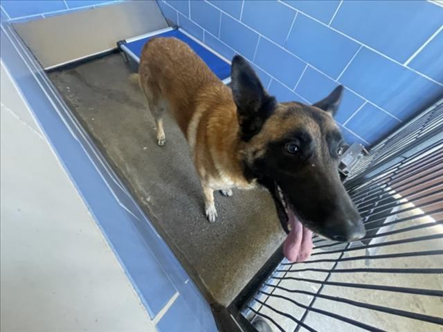 ZEUS, Adoptable, Adult Male German Shepherd Dog & Belgian Shepherd / Malinois.