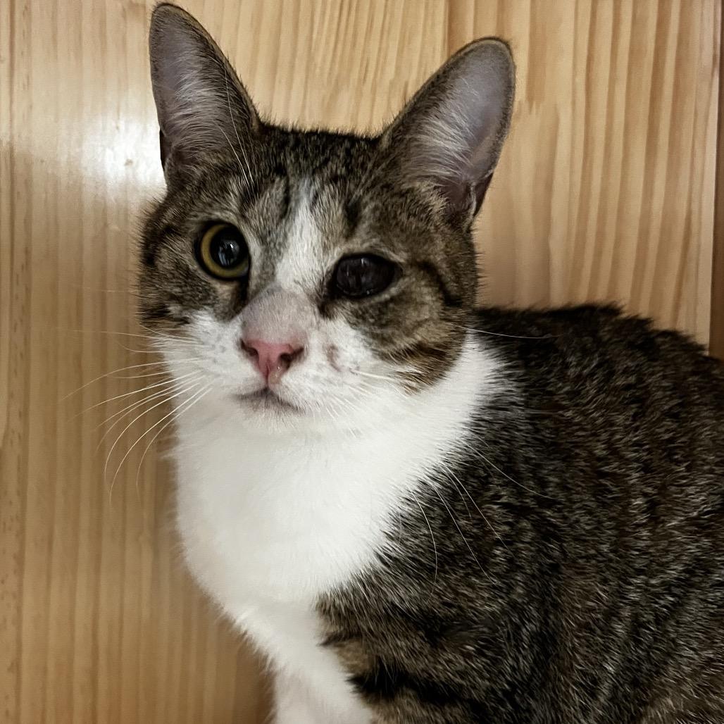 Enlarge Peep, a Adoptable Domestic Short Hair in Yucca Valley, CA image 1/6