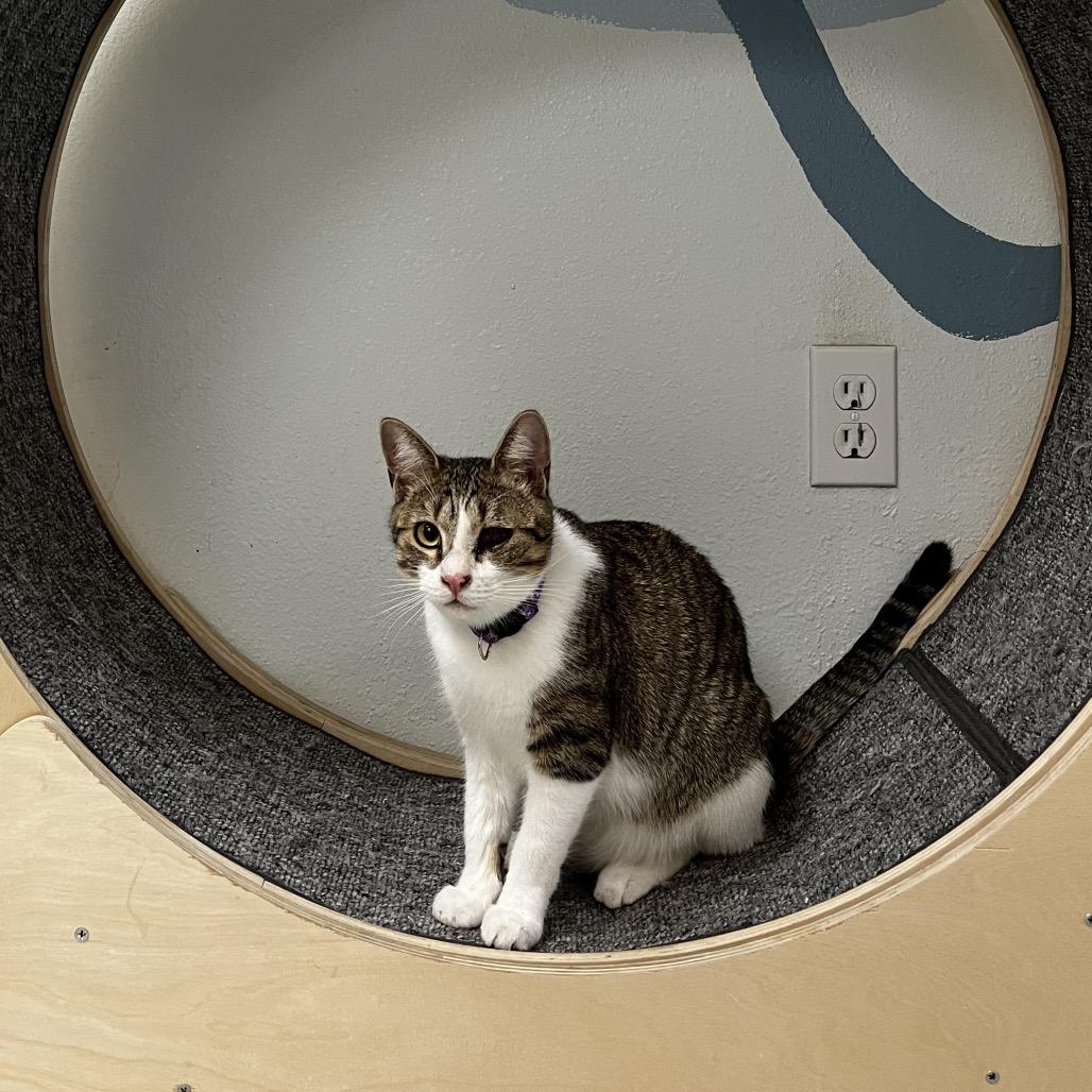 Enlarge Peep, a Adoptable Domestic Short Hair in Yucca Valley, CA image 2/6