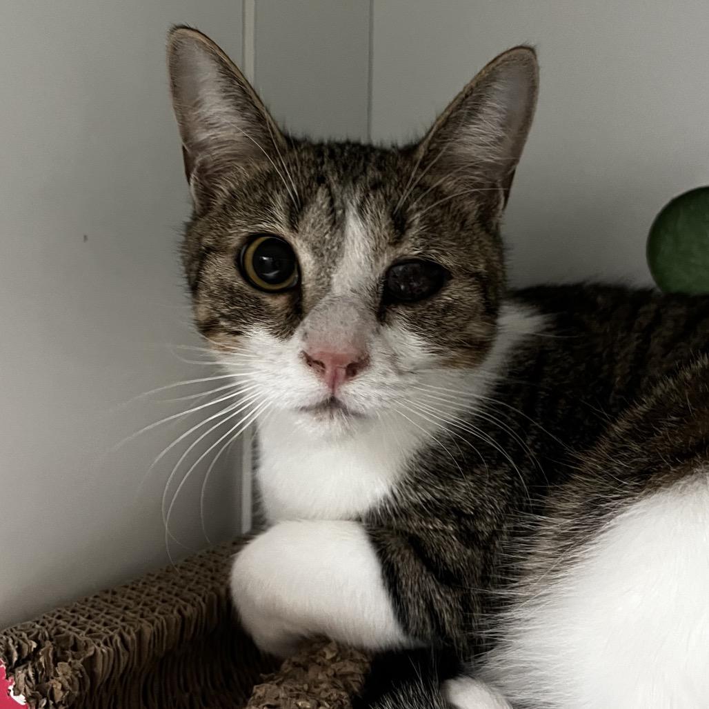 Enlarge Peep, a Adoptable Domestic Short Hair in Yucca Valley, CA image 3/6